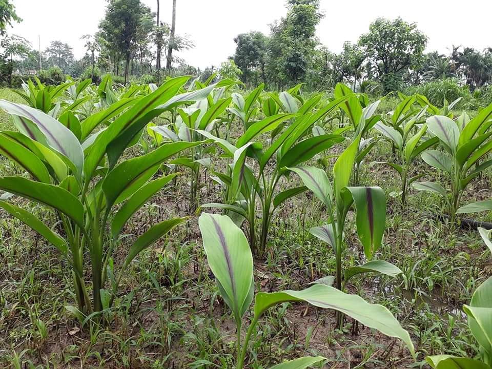 व्यावसायिक बेसार खेतीमा कृषकको आकर्षण
