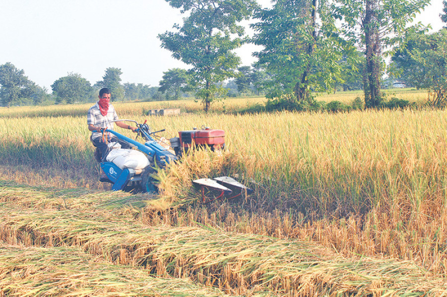 टिकापुरमा मेसिनबाट धान काट्दै