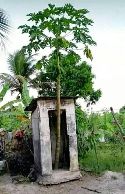 नमूना शौचालय  (गुलेली)
