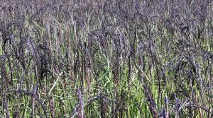 बासमती धानको भौगोलिक हकमा नेपालले दाबी पेश गर्ने