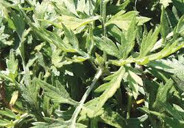 भोजपुरमा तीतेपातीको व्यावसायिक खेती शुरु