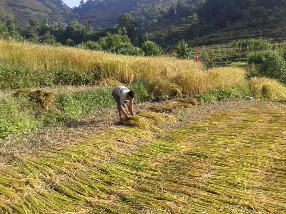 सुदूरपश्चिममा खाद्यान्न बालीको उत्पादकत्वमा वृद्धि