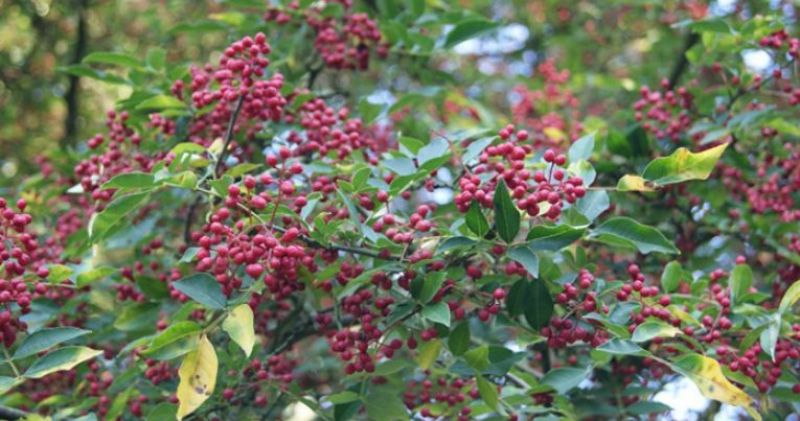 दाङमा टिमुरखेती फस्टाउँदै