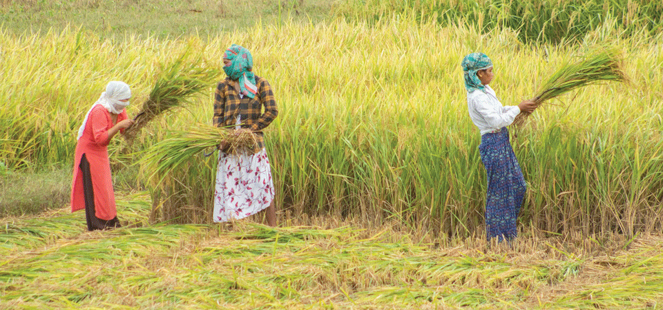 धानबाली भित्र्याउन शुरु